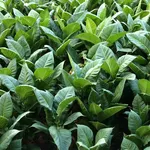 e liquide tabac